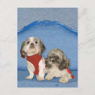 Two Little Shih Tzu Rescue Doggies Postcard