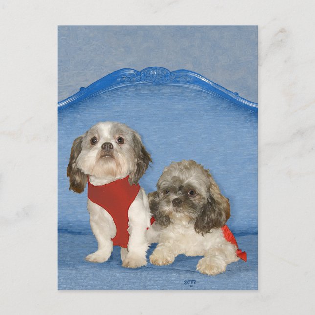 Two Little Shih Tzu Rescue Doggies Postcard (Front)