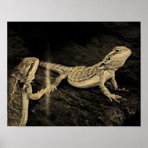 Two Lizards Poster