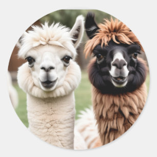 Two Llamas Classic Round Sticker