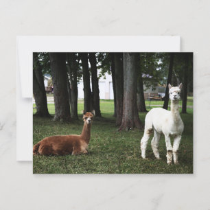 Two Llamas in Indiana Postcard