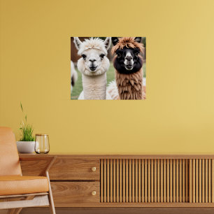 Two Llamas Poster
