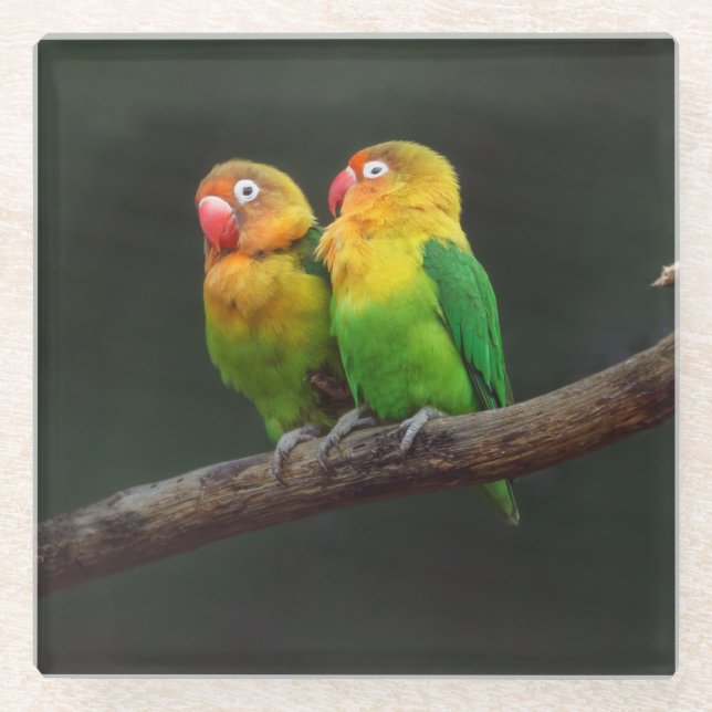 Two Lovebirds on a Branch Glass Coaster (Front)