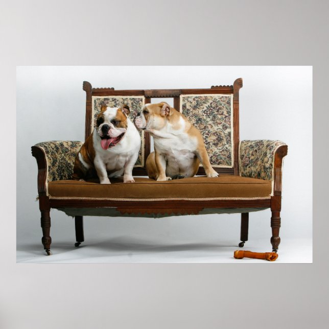Two loving bulldogs poster (Front)