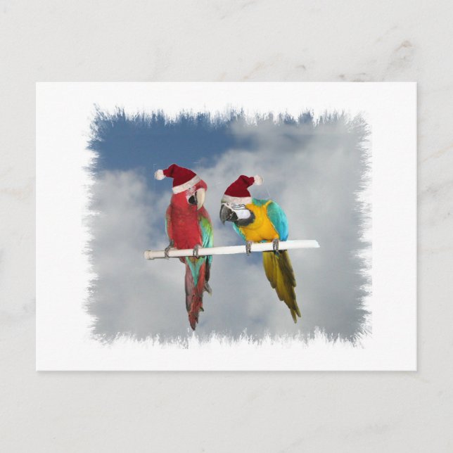 Two macaw Santas Holiday Postcard (Front)