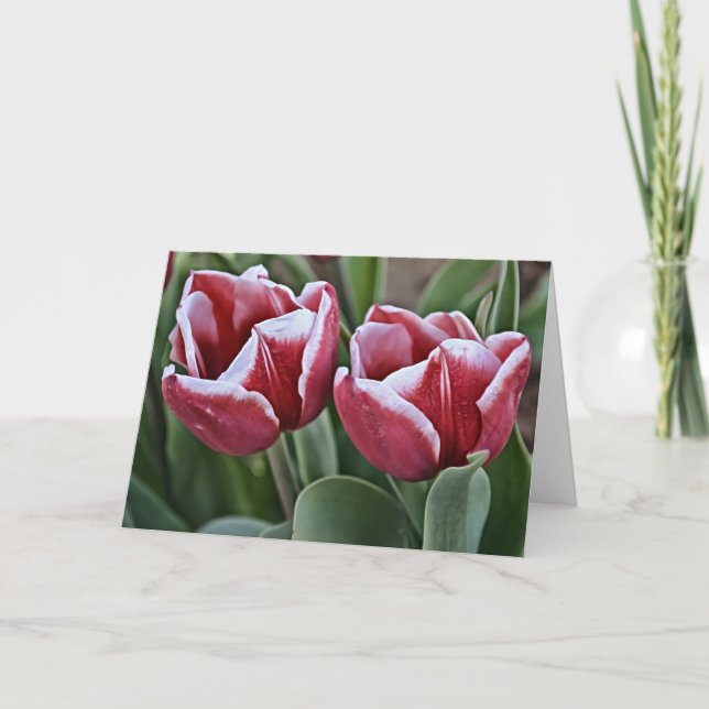 Two Magenta Tulip Flowers Card (Front)