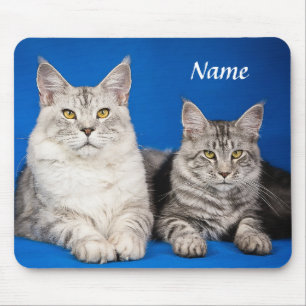 Two Maine Coon Cats Blue Mousepad