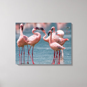 Two Male Lesser Flamingos (Phoenicopterus Minor) Canvas Print