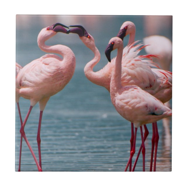 Two Male Lesser Flamingos (Phoenicopterus Minor) Tile (Front)