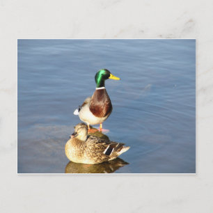 Two mallards postcard