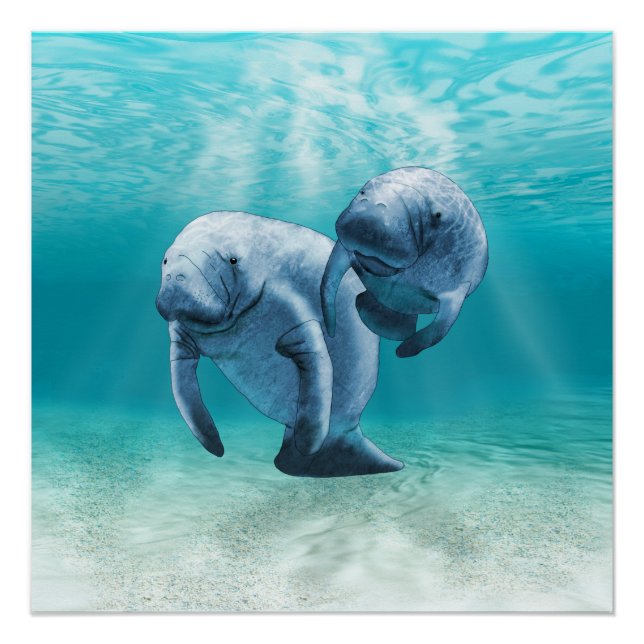 Two Manatees Swimming Poster (Front)