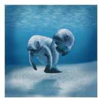 Two Manatees Swimming