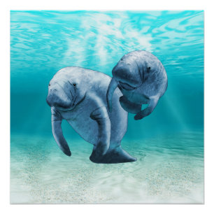 Two Manatees Swimming Poster