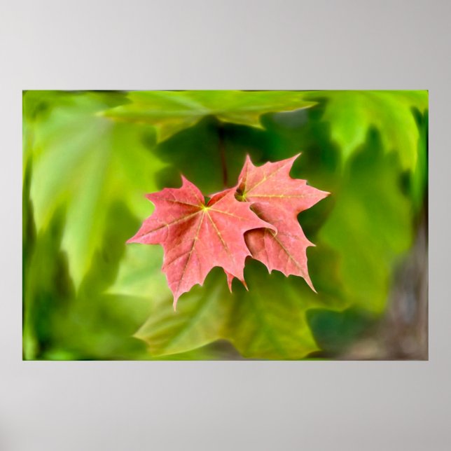 Two maple leaves poster (Front)