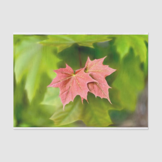 Two maple leaves tissue paper (Front)