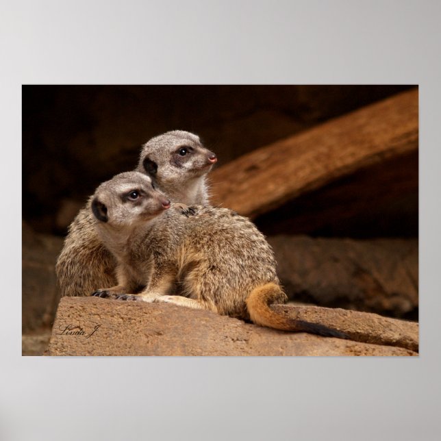 Two Meerkat Canvas Print (Front)