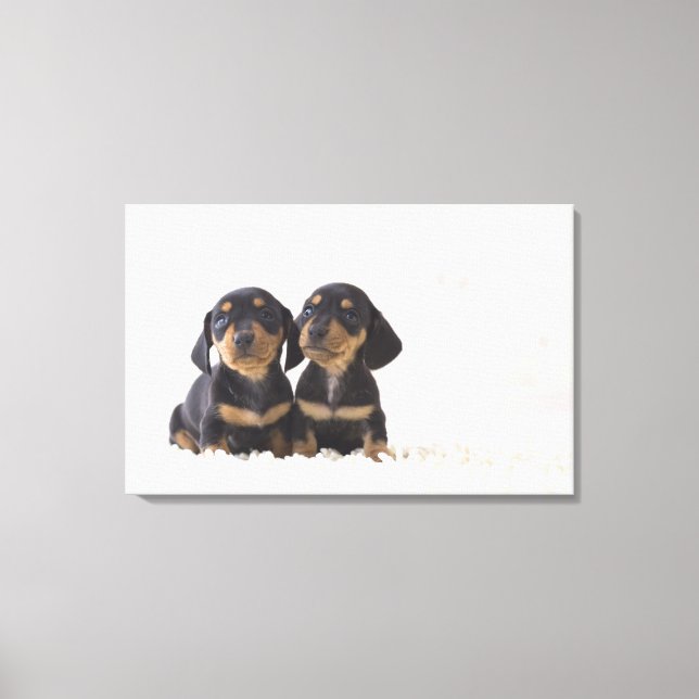 Two Mini Dachshund Sitting Canvas Print (Front)