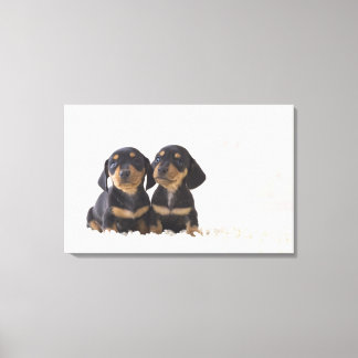 Two Mini Dachshund Sitting Canvas Print