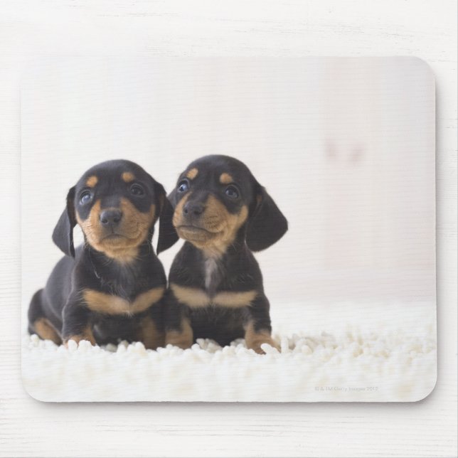 Two Mini Dachshund Sitting Mouse Pad (Front)