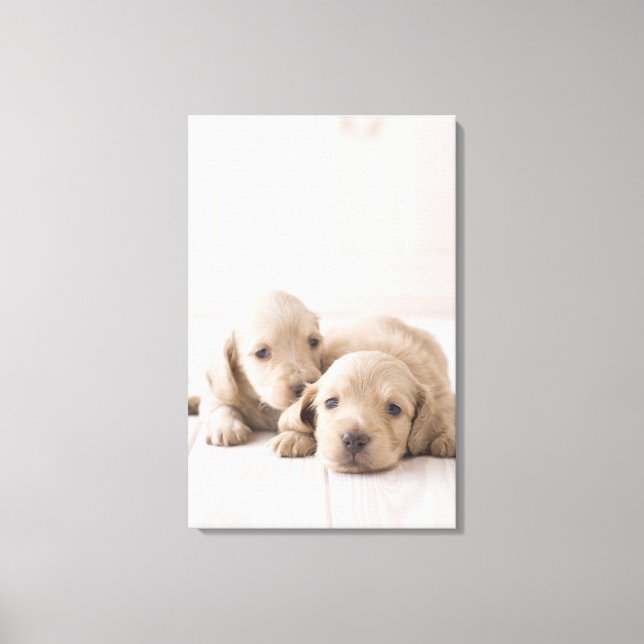 Two Miniature Dachshund Canvas Print (Front)