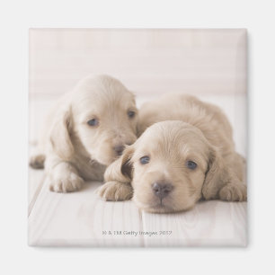 Two Miniature Dachshund Magnet