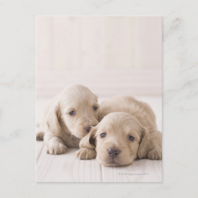 Two Miniature Dachshund Postcard (Front)