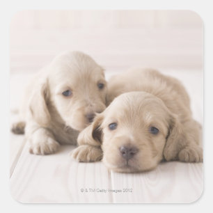 Two Miniature Dachshund Square Sticker