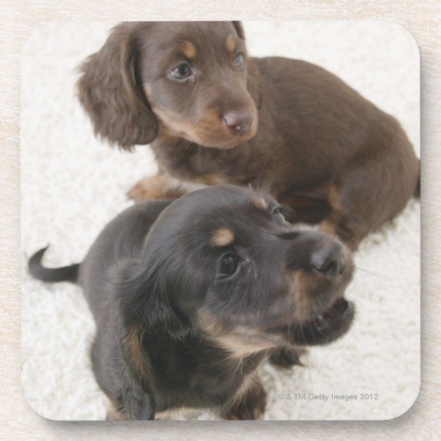 Two Miniature Dachshunds, Studio Shot Coaster (Front)