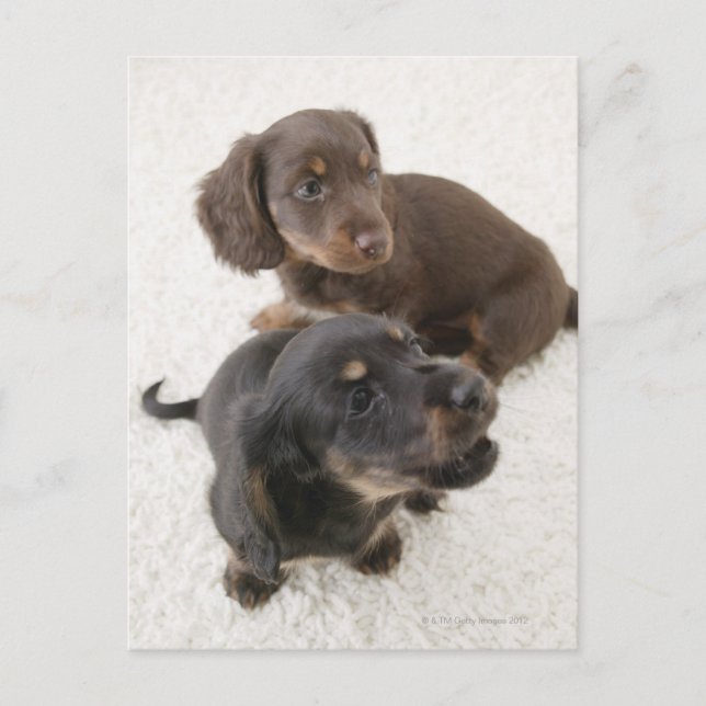 Two Miniature Dachshunds, Studio Shot Postcard (Front)