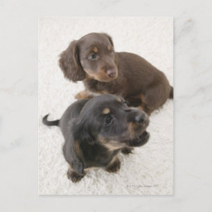 Two Miniature Dachshunds, Studio Shot Postcard