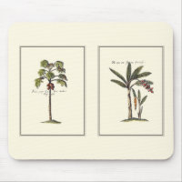 Two Miniature Framed Palm Trees