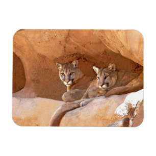 Two mountain lions magnet