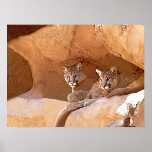 Two Mountain Lions Print