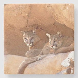 Two mountain lions stone coaster