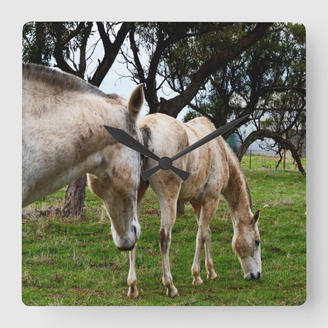 Two Muddy White Horses Grazing, Square Wall Clock (Front)