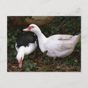 Two Muscovies Postcard