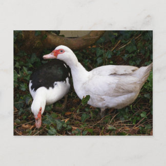 Two Muscovies Postcard
