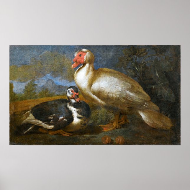 Two Muscovy Ducks in a Landscape Poster (Front)