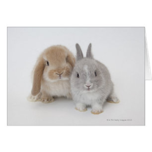 Two Netherland Dwarf and Holland Lop bunnies