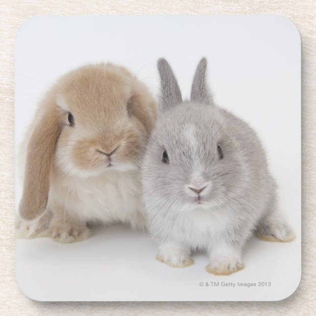 Two Netherland Dwarf and Holland Lop bunnies Coaster (Front)