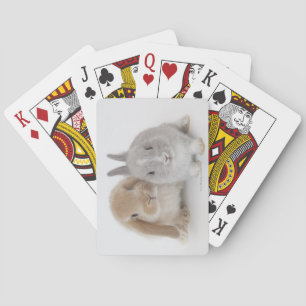 Two Netherland Dwarf and Holland Lop bunnies Playing Cards