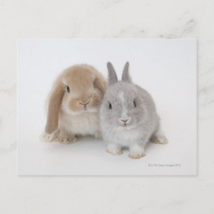 Two Netherland Dwarf and Holland Lop bunnies Postcard