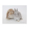 Two Netherland Dwarf and Holland Lop bunnies