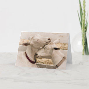 Two of a Kind Loving Goat Couple Card
