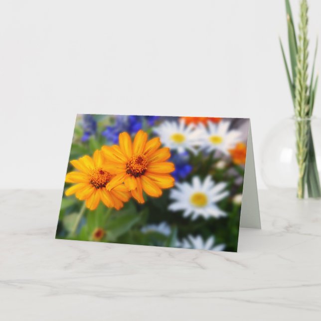 Two Orange Daisies, Blank Inside Card (Front)