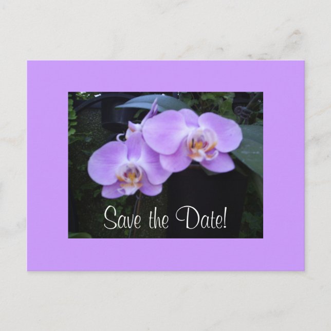 Two Orchids Postcard (Front)