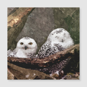 Two Owls