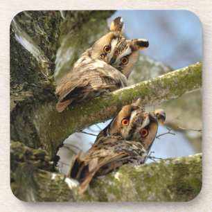 Two Owls in the Woods, birds, wildlife Beverage Co Coaster