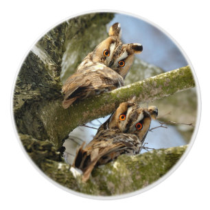Two Owls in the Woods, birds, wildlife Ceramic Kno Knob