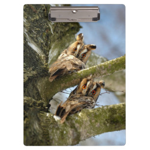 Two Owls in the Woods, birds, wildlife Clipboard